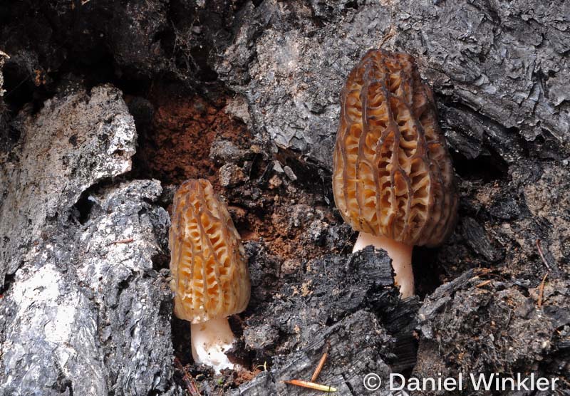 Fire Morels 2013 Mushroaming Daniel Winkler's pages Dedicated to